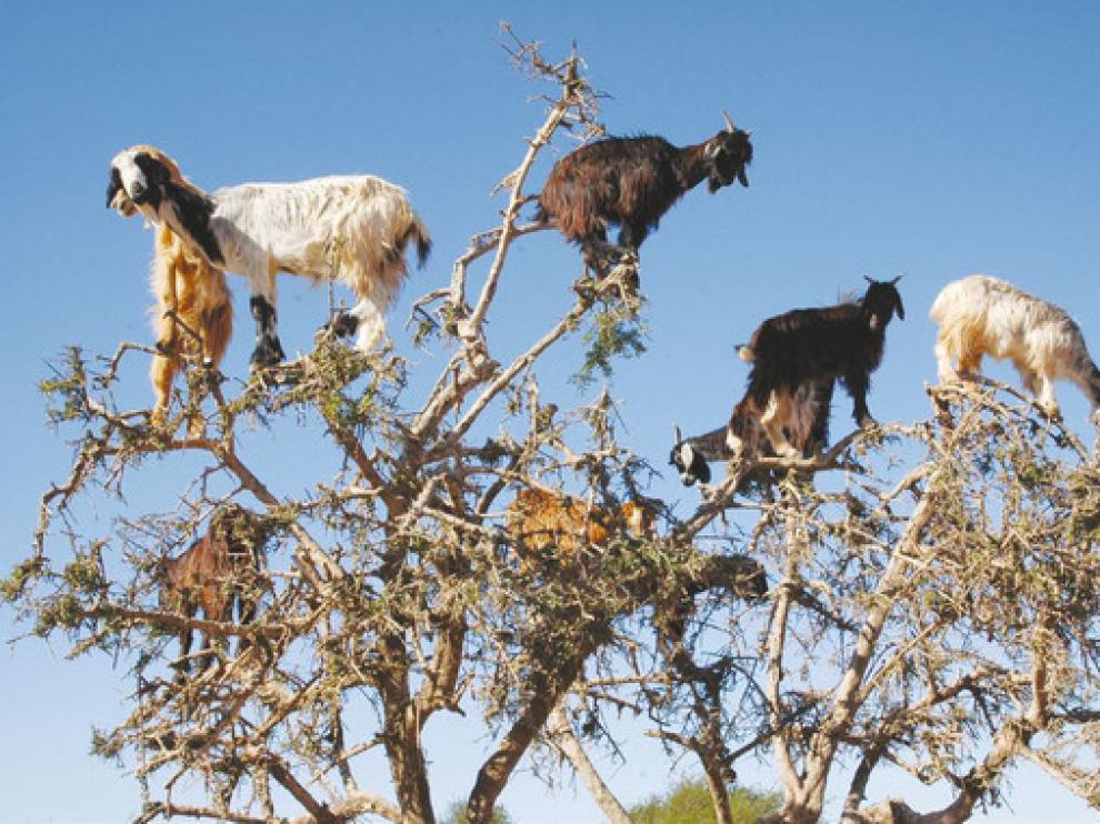 Desde lo alto de las ramas, las cabras rumian el alimento y escupen las nueces de argán