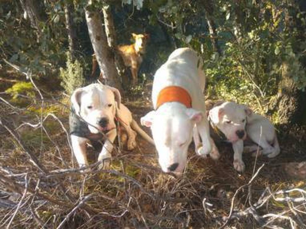 Escena de caza con dogos argentinos.