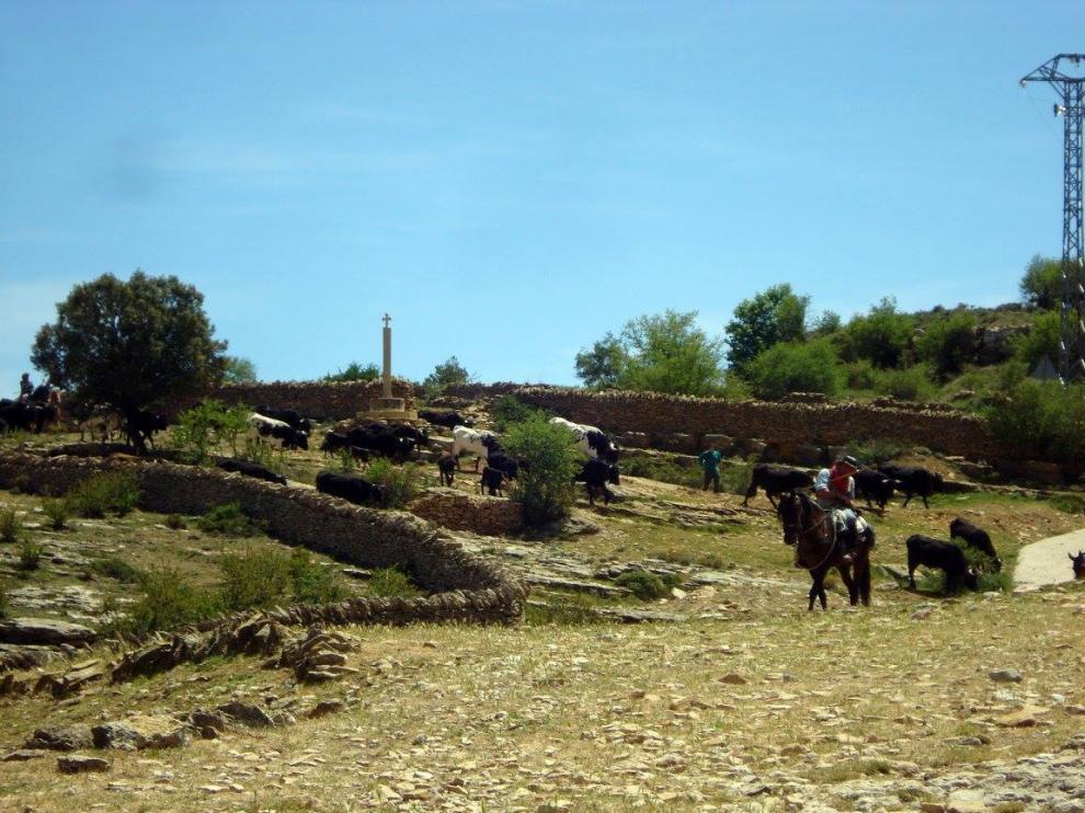 La trashumancia de vacuno atraviesa La Iglesuela.