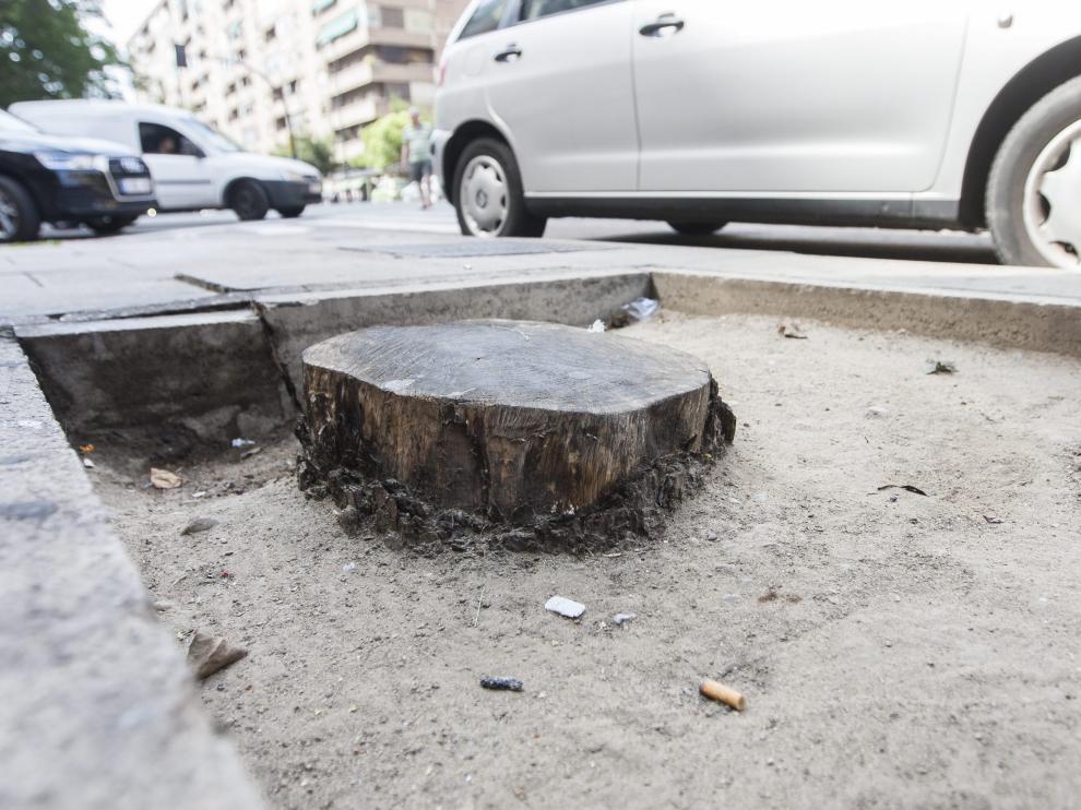 Los alcorques vacíos se reparten por todos los distritos de Zaragoza. Los ejemplos corresponden a distintas calles de Las Delicias como Vía Universitas, avenida de Madrid y Duquesa Villahermosa.