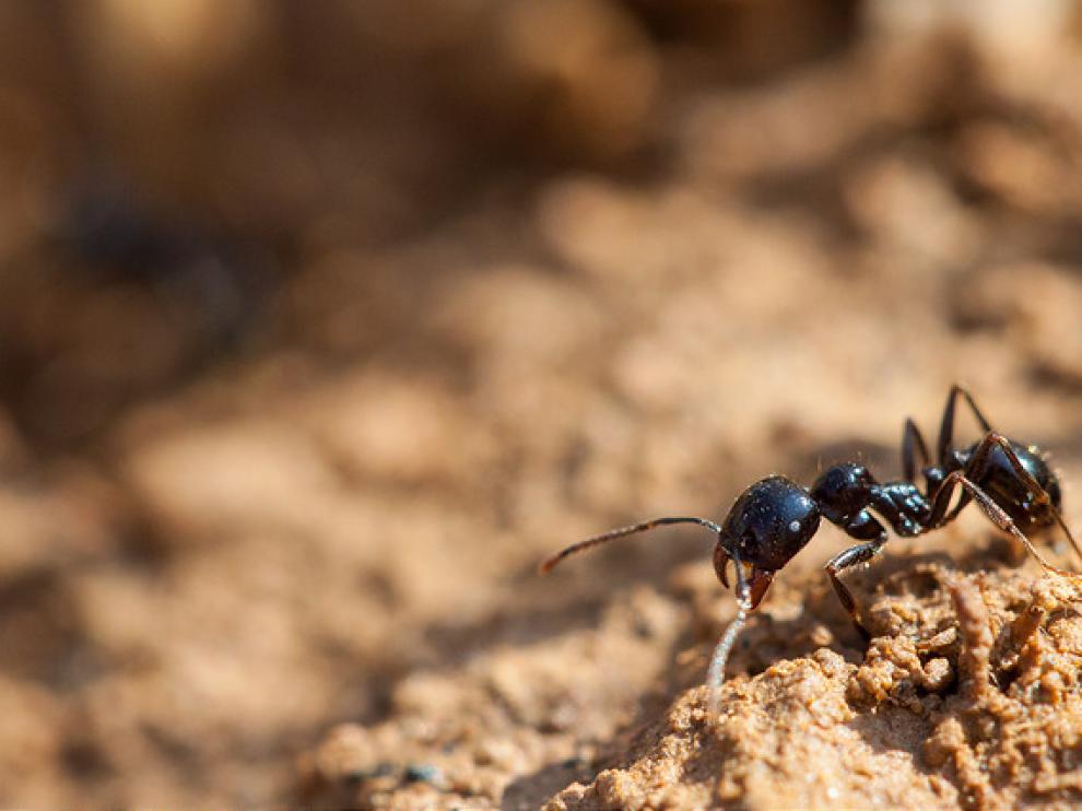 Las hormigas llevan más de 60 millones de años cuidando y protegiendo sus hormigueros