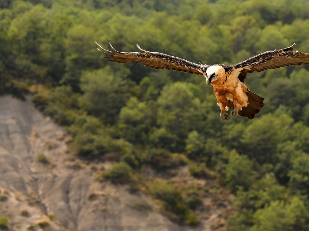 Quebrantahuesos en vuelo.