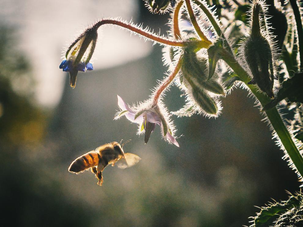 Las abejas son especialmente vulnerables al cambio climático, ya que tienen poca capacidad de reacción ante los desastres naturales