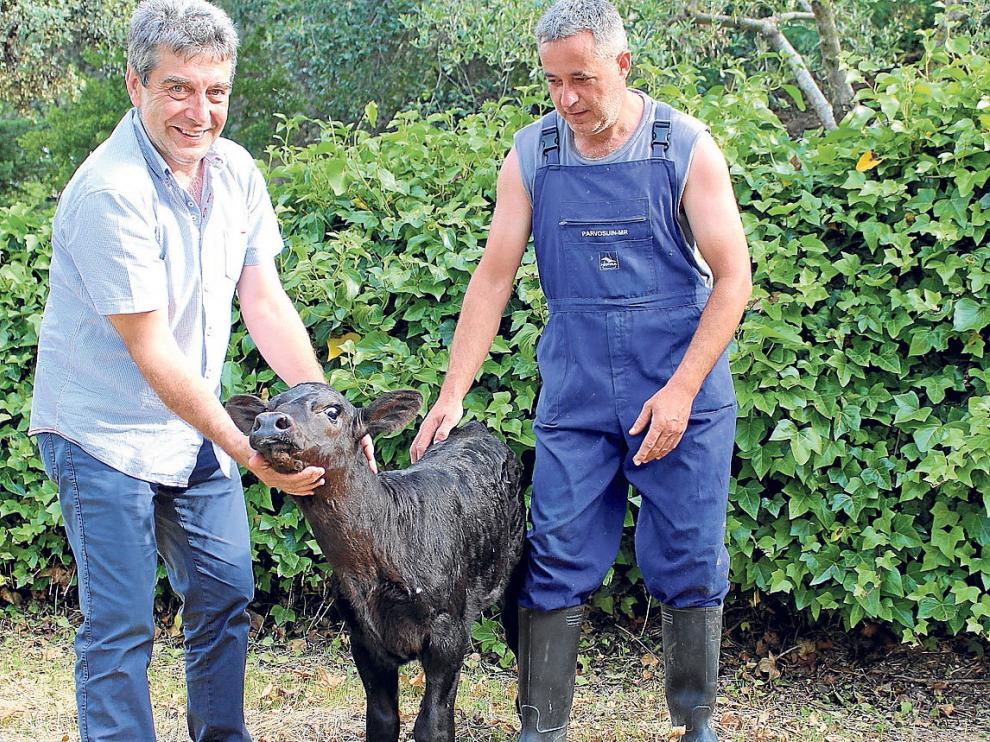 Ejemplar de una ternera de cruce Angus con vaca lechera en Granja Villa Villera, de Sieso (Huesca).