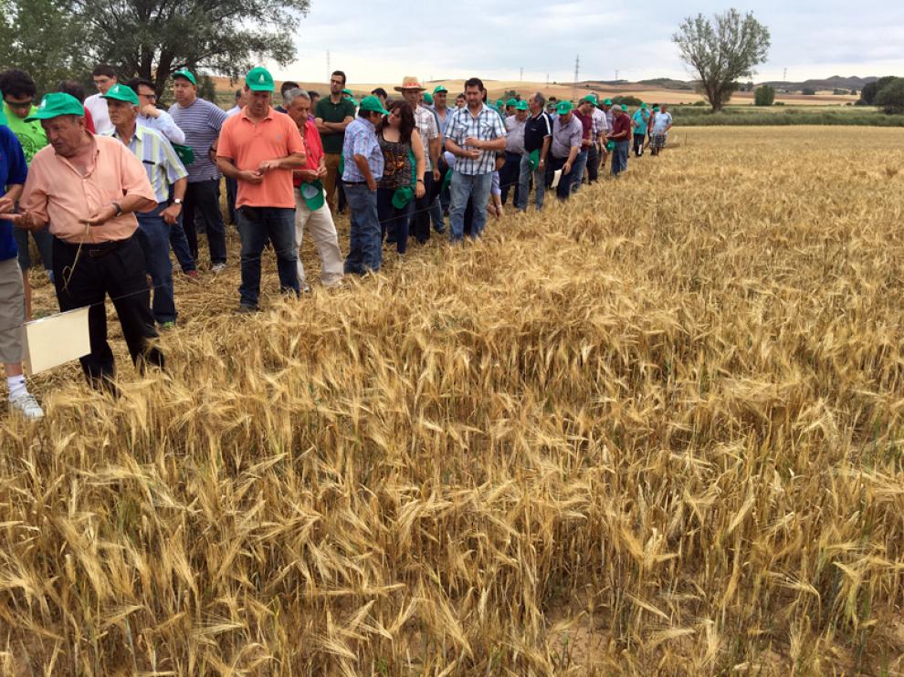 Unos 400 agricultores de toda la provincia han participado esta mañana en la XVIII jornada de visita a los campos de ensayo gestionados por los servicios técnicos de ASAJA SORIA en Almazán.