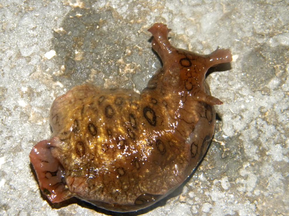 Caracol marino.