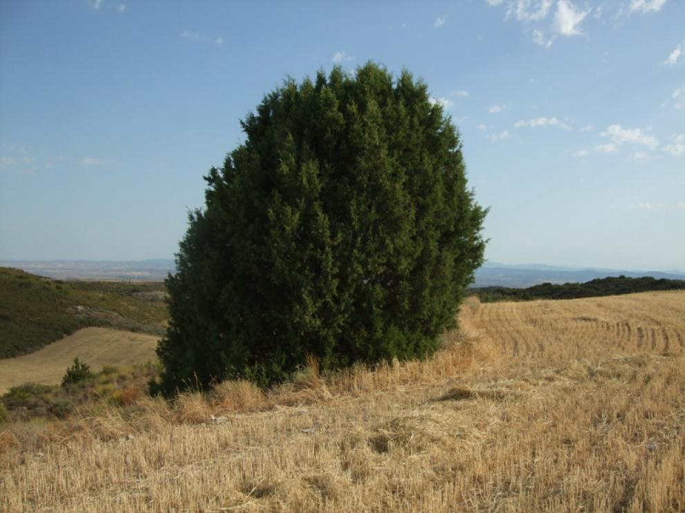 La sabina albar se ubica en el monte de Valdemanza.