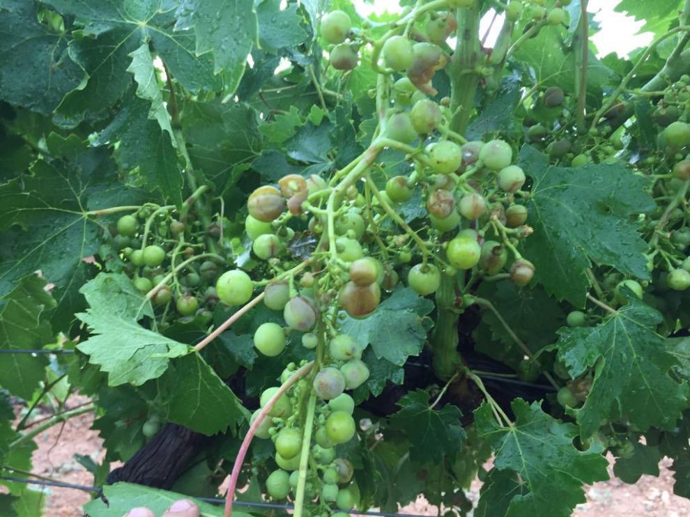 Las fuertes precipitaciones caídas la noche del pasado domingo en Aragón llegaron también cargadas de granizo que provocaron el rajado de la uva en algunas explotaciones de Muel (Zaragoza).