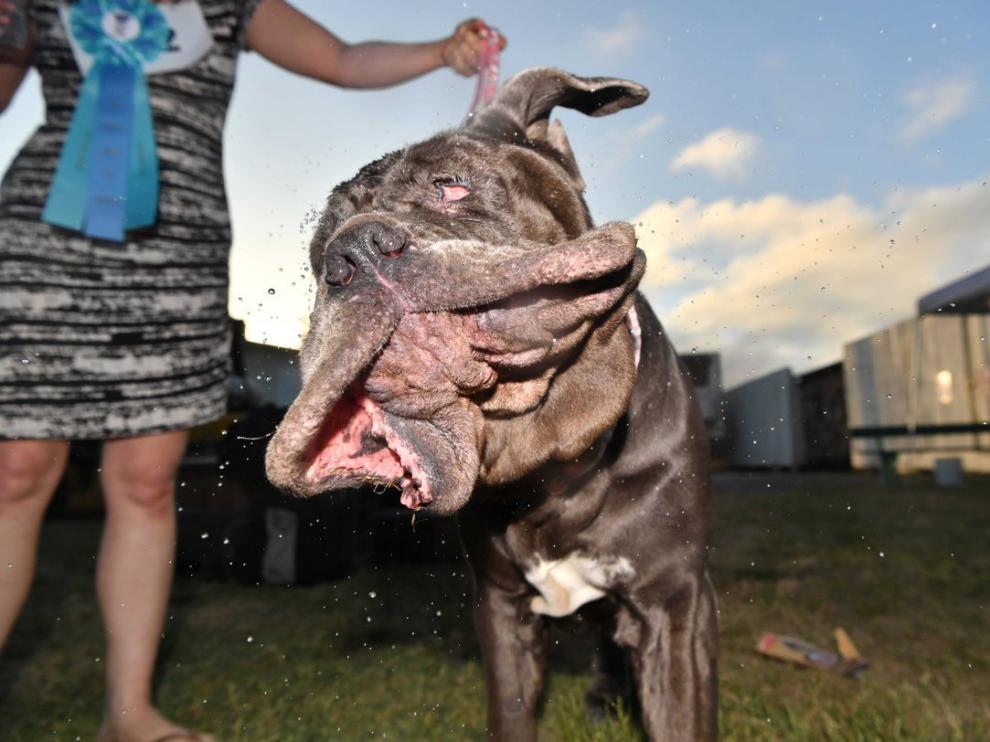 ¿Cuál es el perro más feo del mundo?