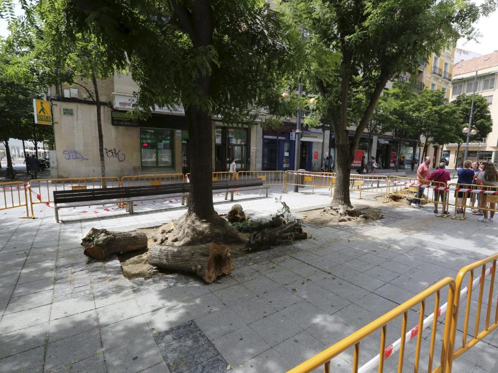Talan cuatro árboles de la plaza de Concepción Arenal de Huesca por motivos de seguridad