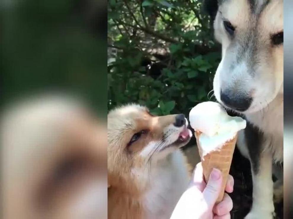 Un zorro y un perro comparten un helado.