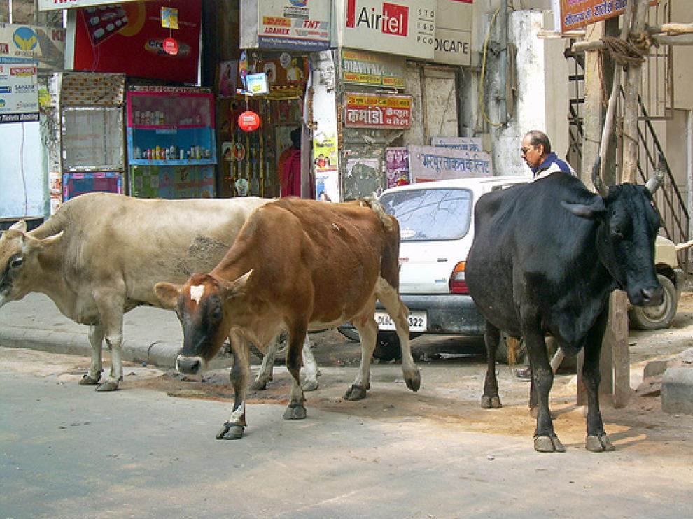 Una turba asesina a un hombre en la India por trasnportar carne de vaca