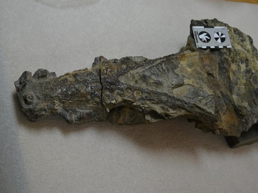 Cráneo del cocodrilo, tal como se encuentra en la actualidad en los almacenes del Museo de Ciencias Naturales de la Universidad de Zaragoza