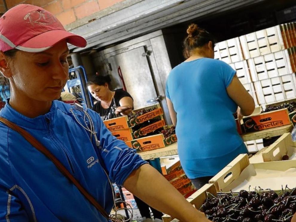Un grupo de trabajadoras envasa fruta durante esta campaña en una explotación de Fraga.