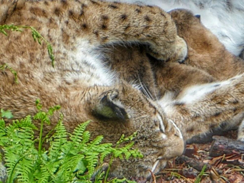 Una de las crías de lince boreal que han nacido en Lacuniacha.