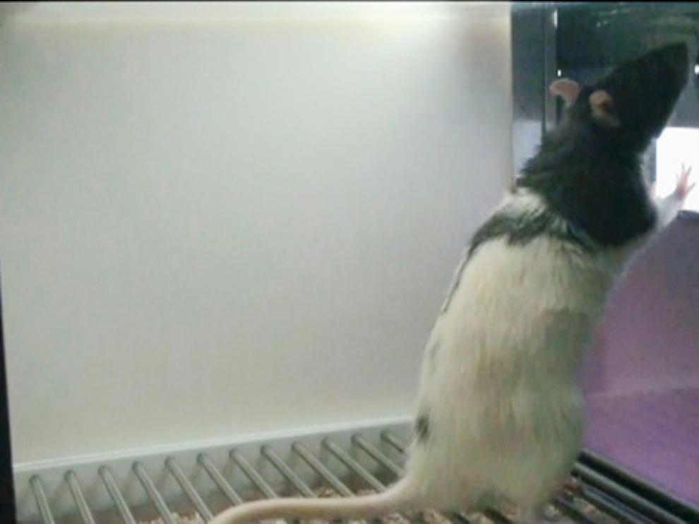 Una rata toca un estímulo táctil que aparece en una pantalla de iPad. El estímulo ha sido generado con un patrón cerebral cognitivo de la rata