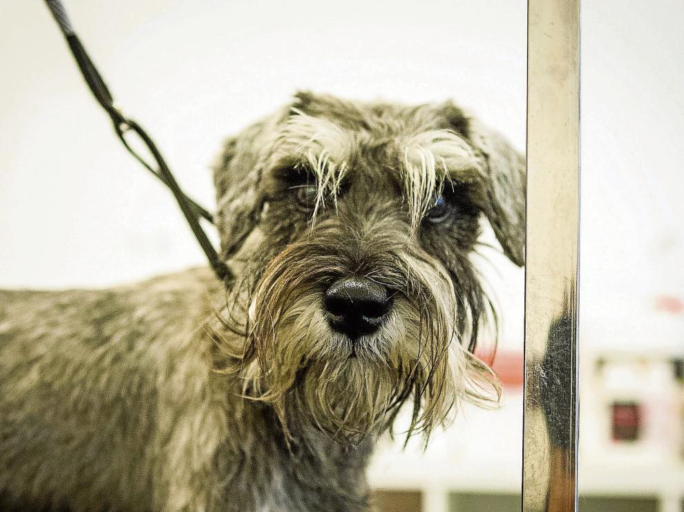 Se descubre un poco más sobre el antepasado del perro