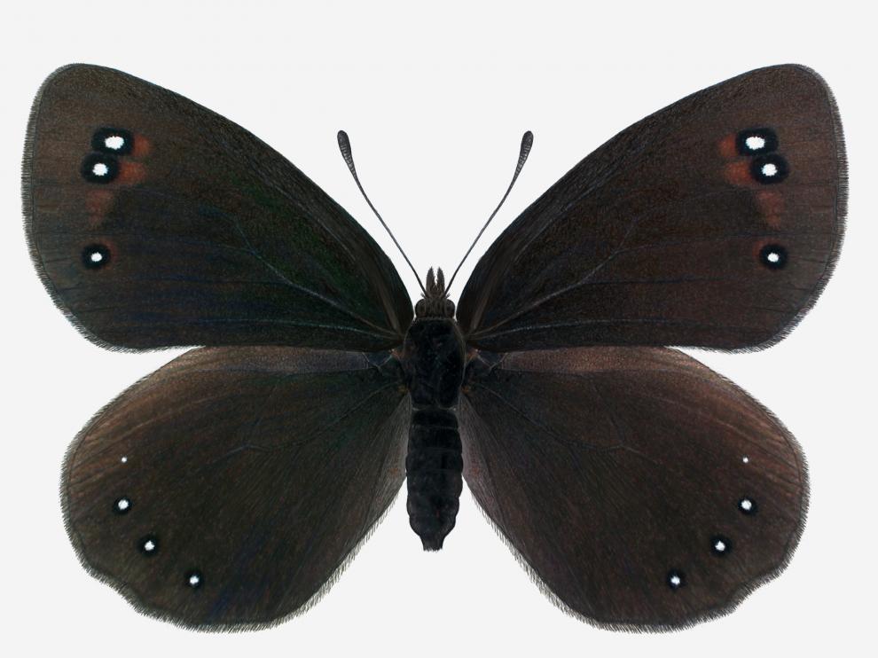 Descubierta una nueva subespecie de mariposa en la Sierra de Guara