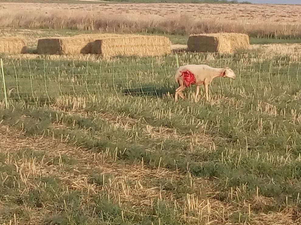 Una oveja que fue atacada por el lobo también en Perdiguera el pasado sábado.