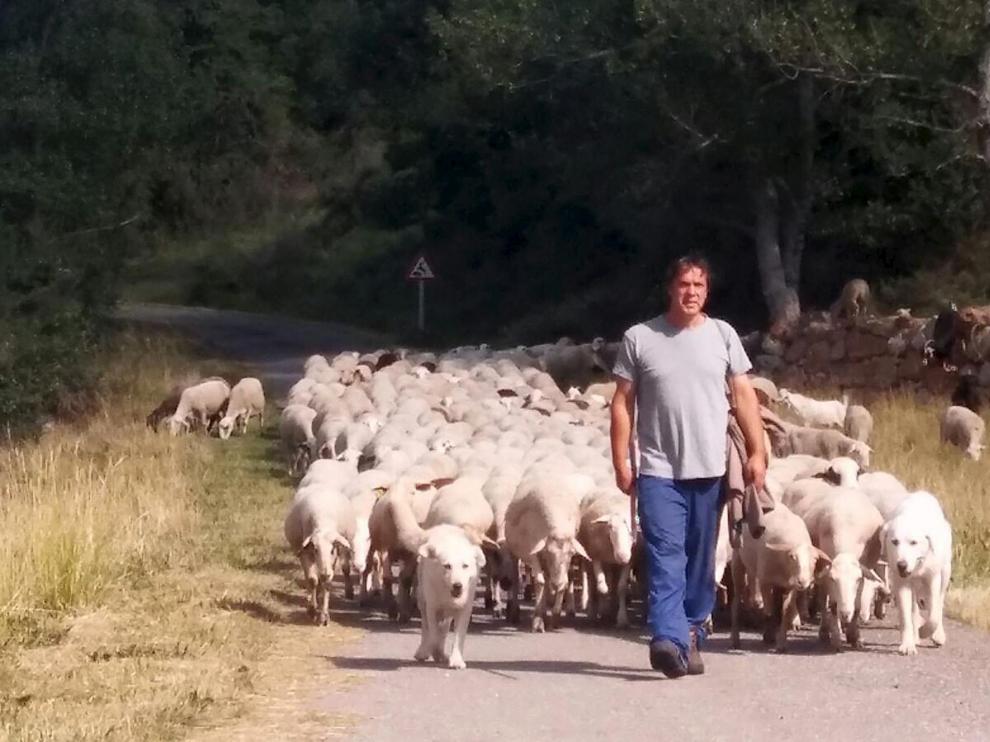 José Antonio Bruned, ganadero, con su rebaño y los perros pastores en San Martín de Veri.