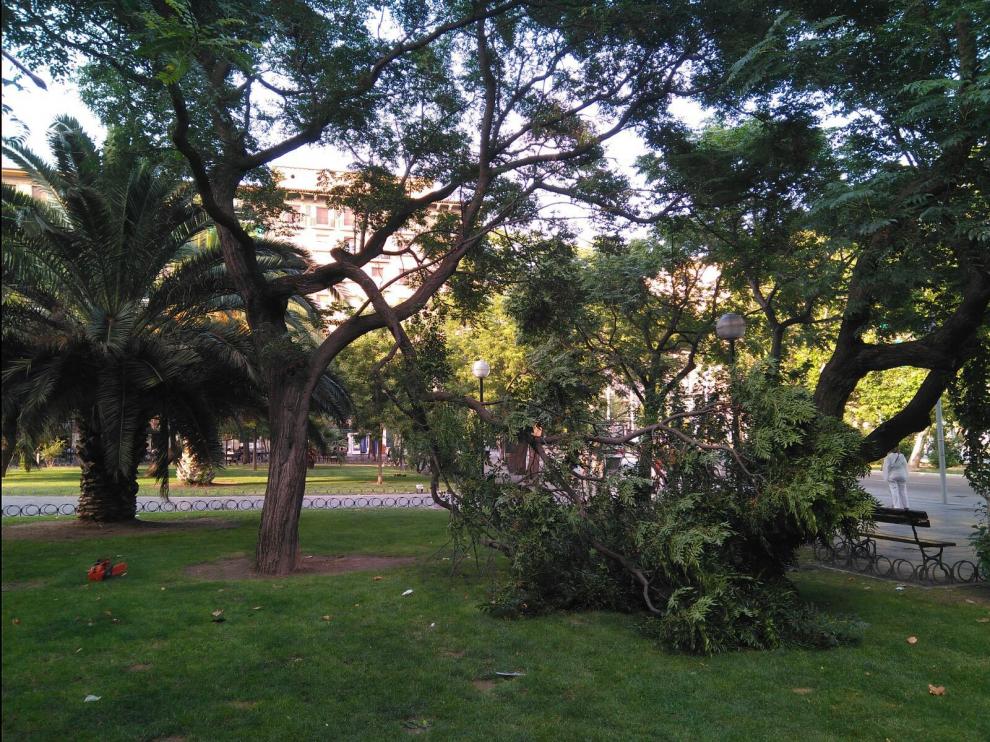 Cae una rama de grandes en la plaza de San Francisco