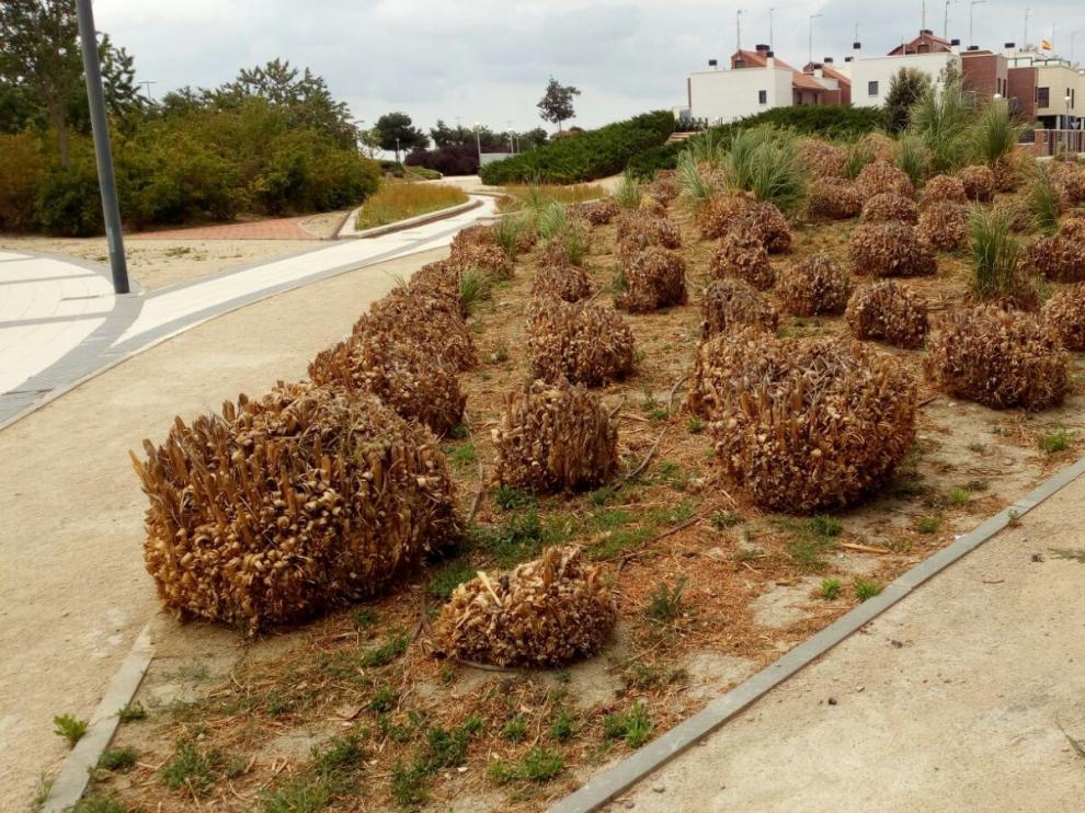 Parterre de la zona del polígono 41 de Huesca.