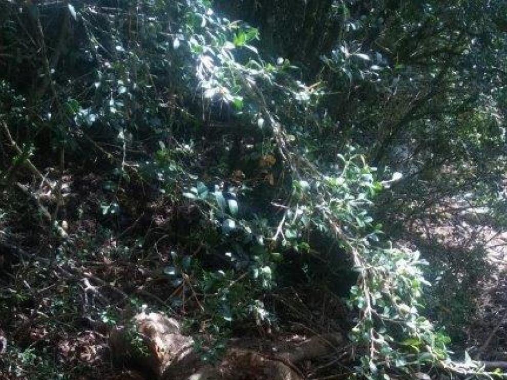 El cadáver de la res