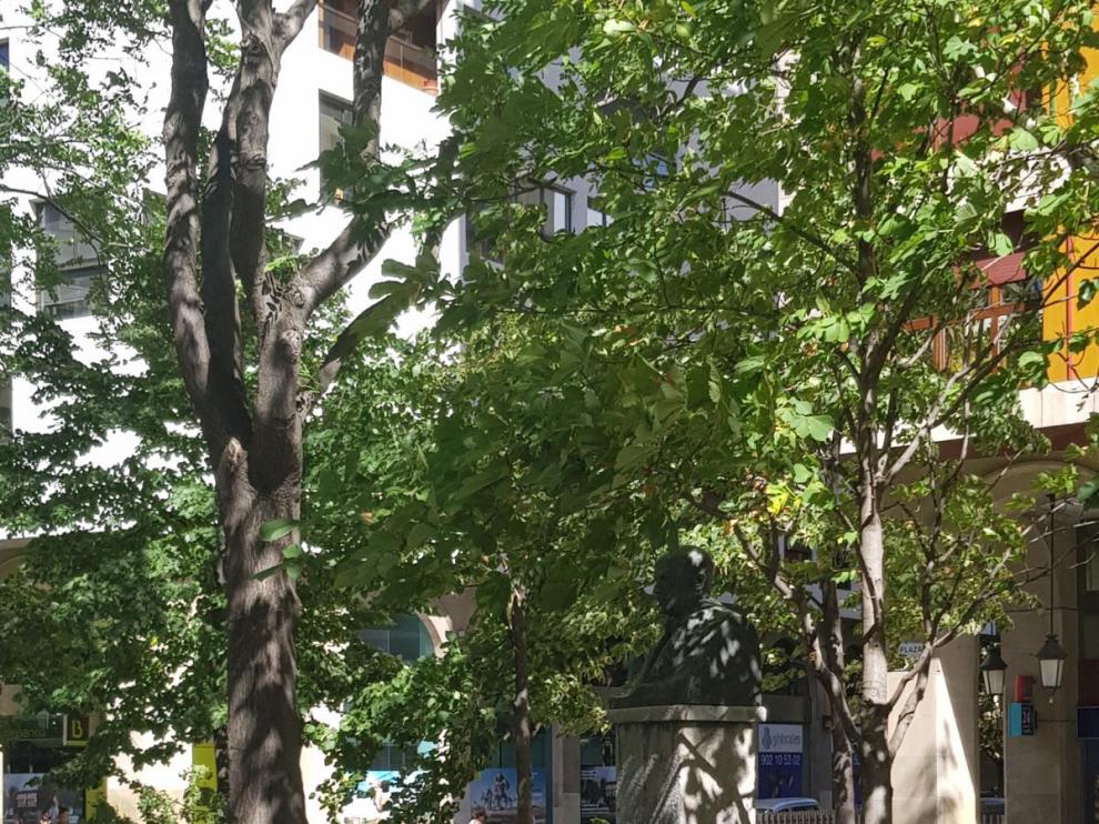 Una rama ha caído en la plaza de Aragón