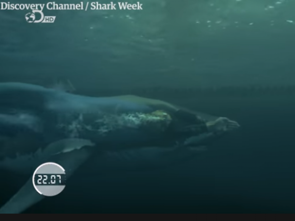 Michael Phelps no pudo contra el tiburón blanco