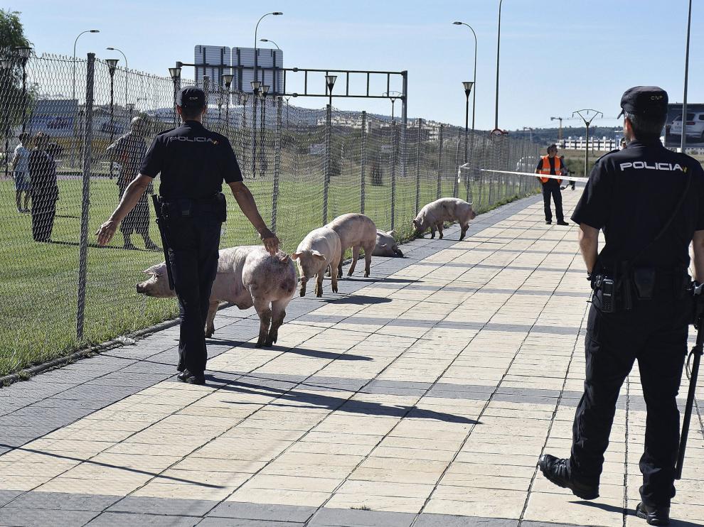 Varios animales sueltos en la SO-20 tras el vuelco de un camión con cerdos en Soria