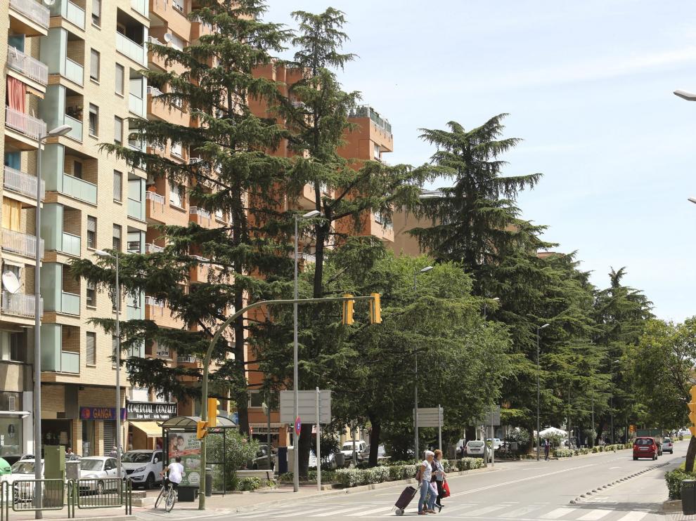 Un informe determinará el futuro de los cedros en el nuevo paseo de Ramón y Cajal.