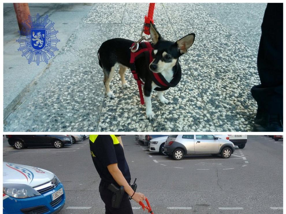 Imagen de la perra perdida