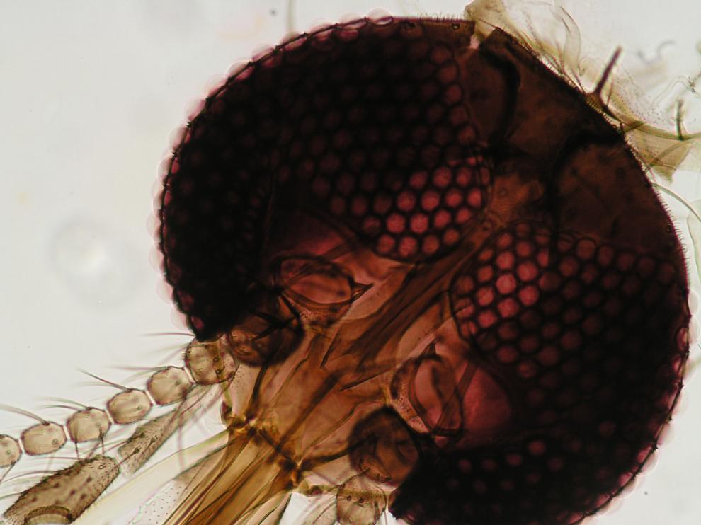 Detalle de la cabeza del mosquito Culicoides (CSIC).