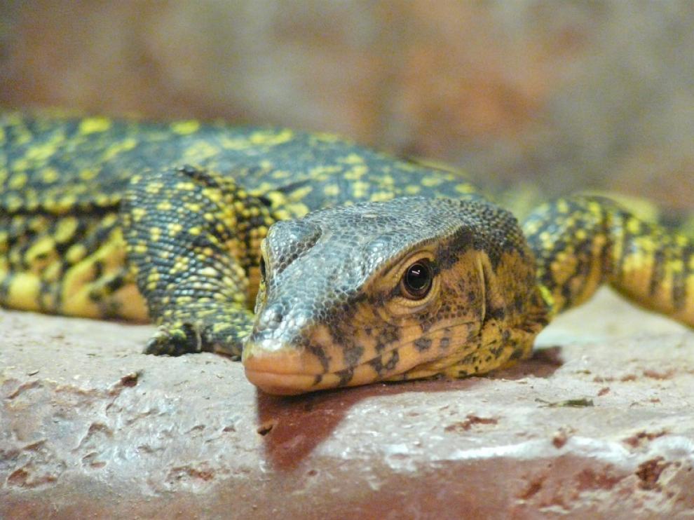 Varanus Salvator, más conocido como Varano.