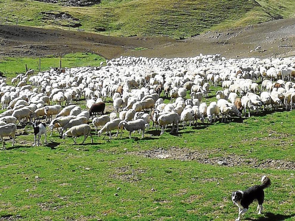 Un rebaño de ovejas trashumantes pastando en las praderas de Formigal.
