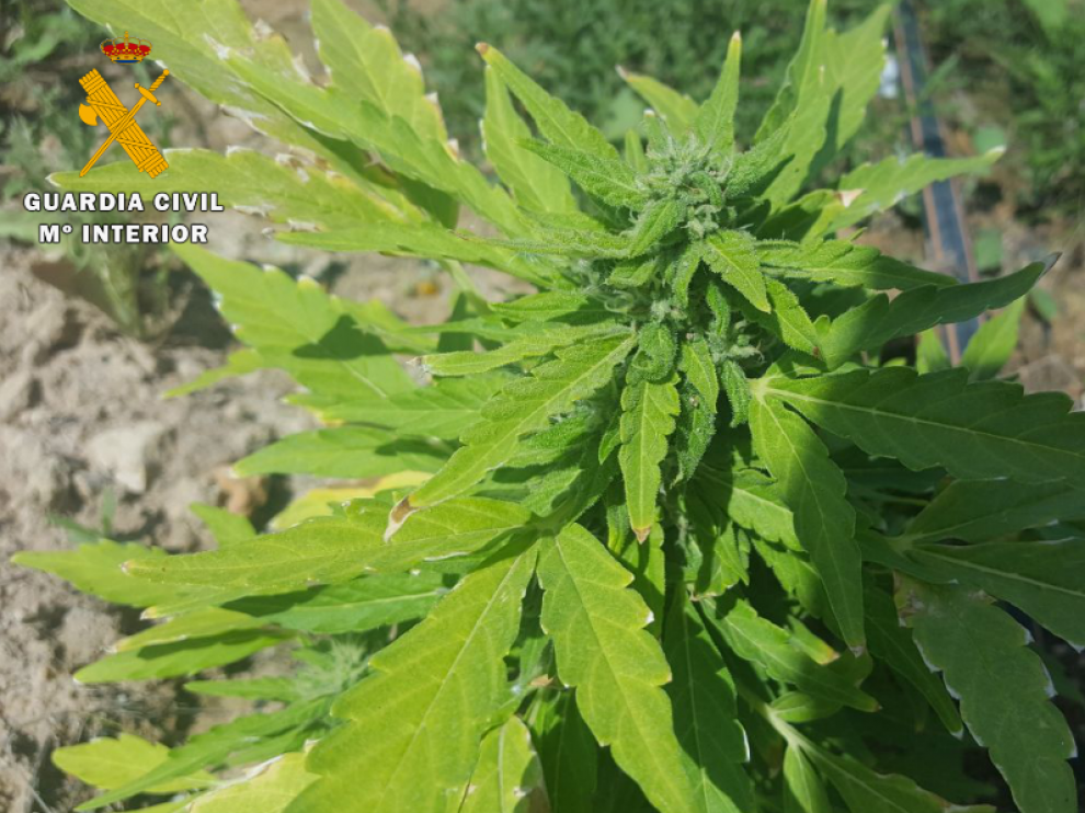 Planta de marihuana incautada en Zaragoza