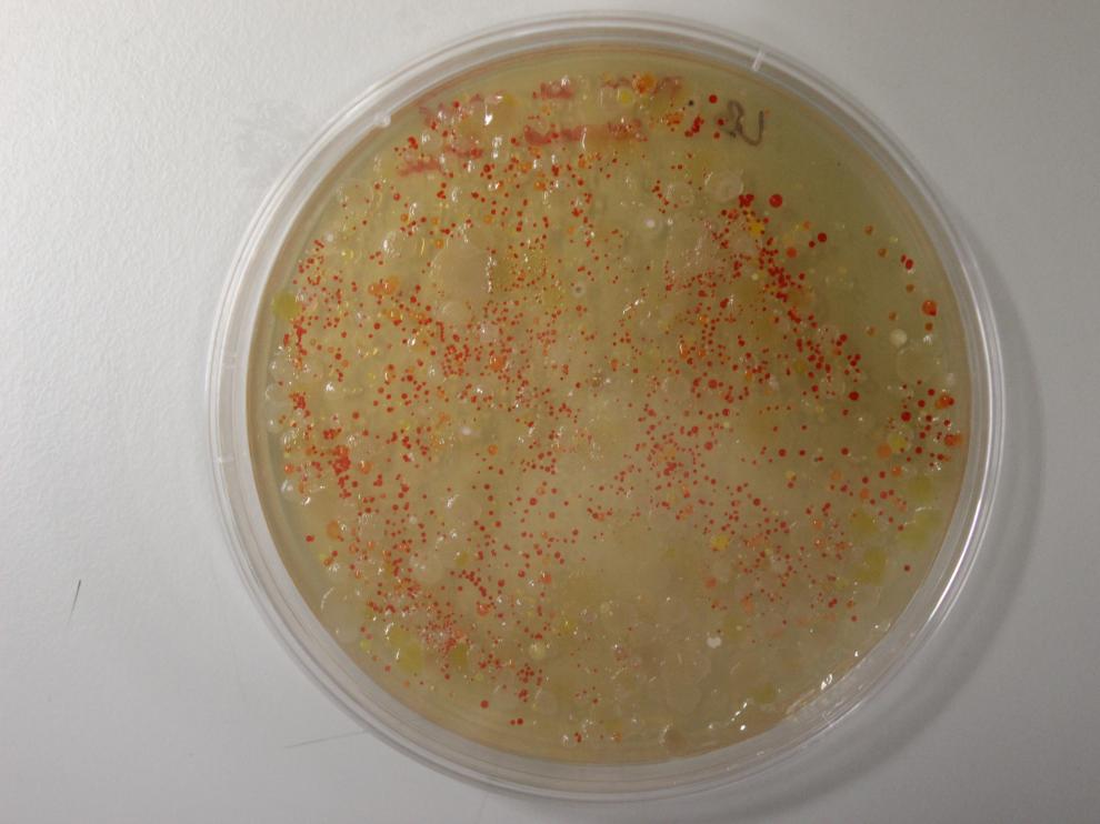 Placa de cultivo con bacterias pigmentadas en cultivo