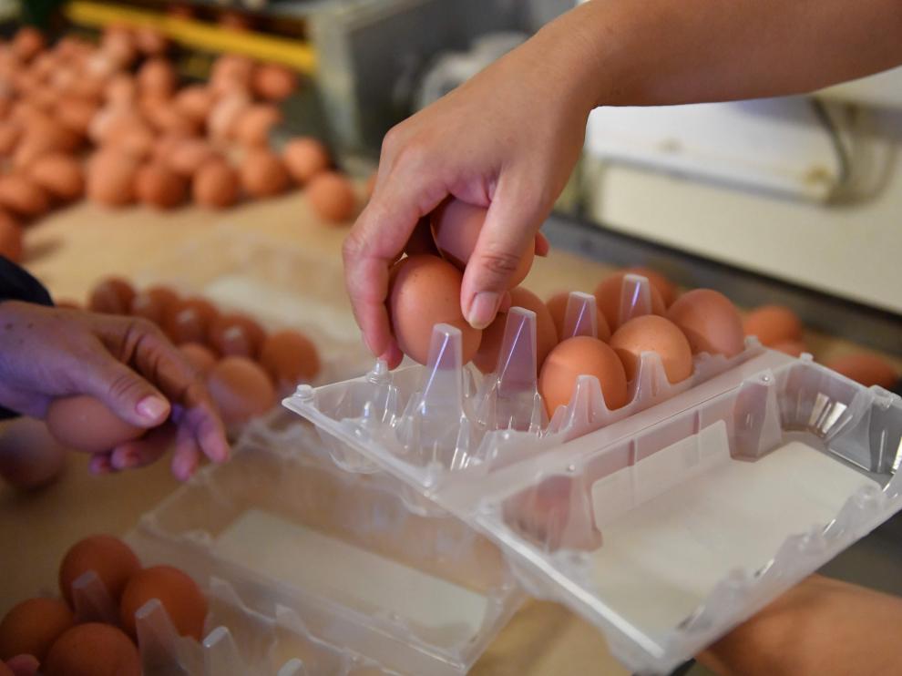 Hallan el primer caso de huevos contaminados con fipronil en España.