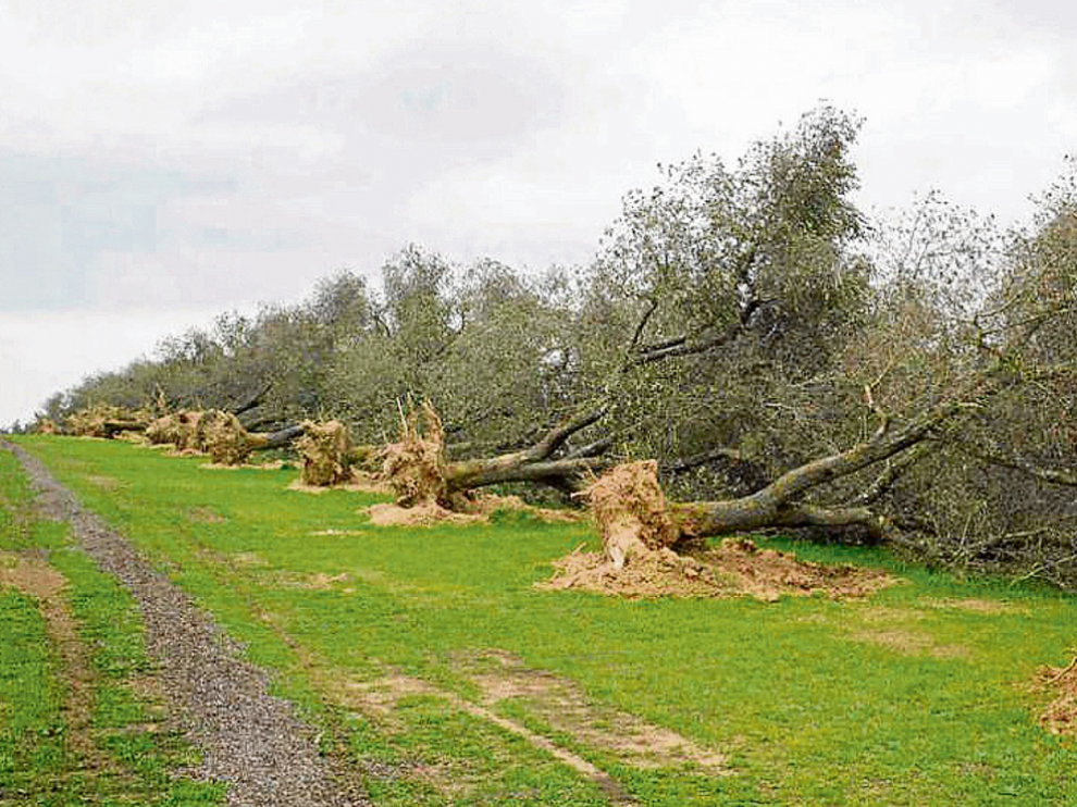 Árboles infectados por 'Xylella fastidiosa', arrancados por los agricultores para evitar la propagación.