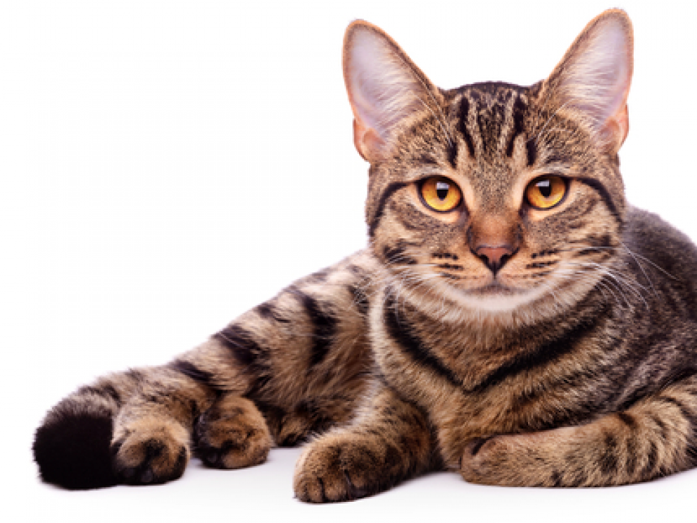 Westminster combate una plaga de ratones tras prohibir a los diputados llevar sus gatos
