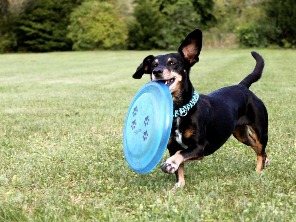 El 'dog frisbee' es un buen deporte para practicar en pareja.