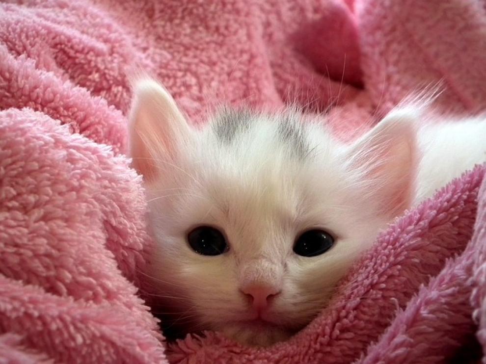 Cómo entender el extraño mundo de los gatos