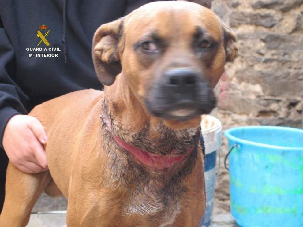 El perro se encuentra en buen estado después de ser atendido por los veterinarios