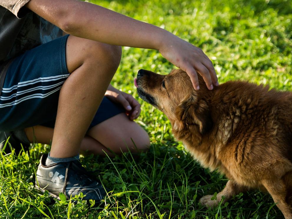 Los perros son mucho más que simples mascotas.