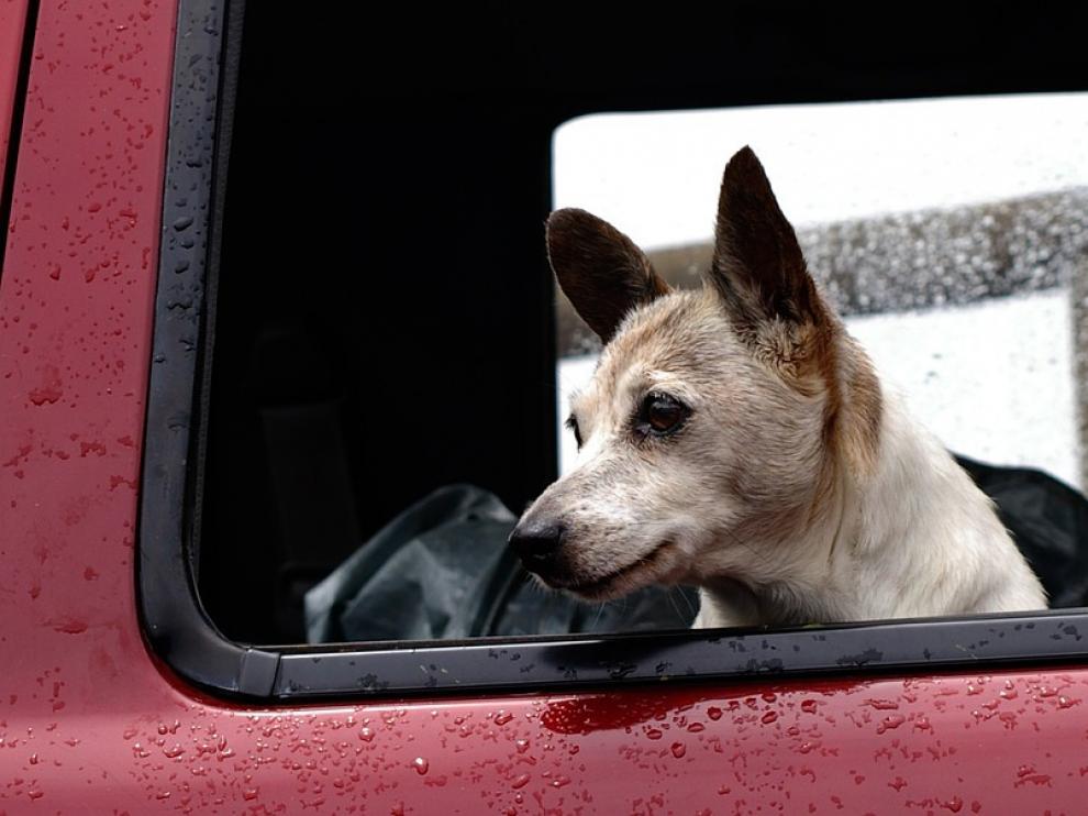 Hay mascotas especialmente vulnerables a los cambios bruscos de temperatura o a la humedad.