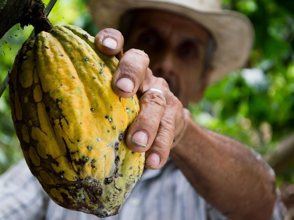 Tomar cacao natural puede proteger de enfermedades cardiovasculares.