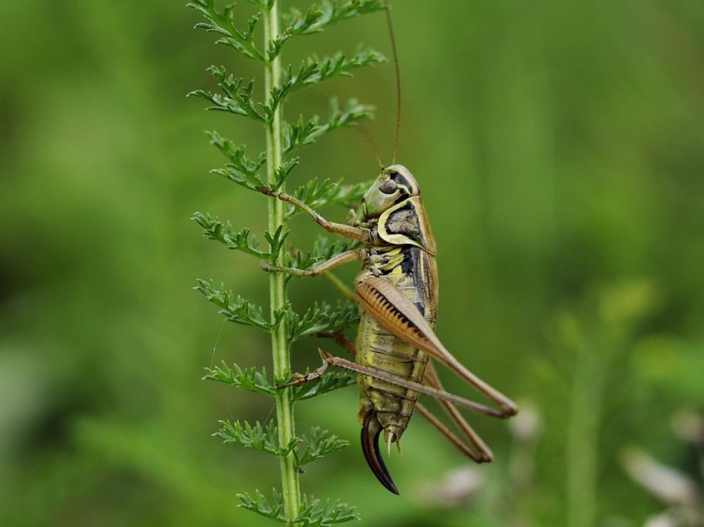 Actualmente más de dos millones de personas en el mundo consumen insectos con asiduidad.