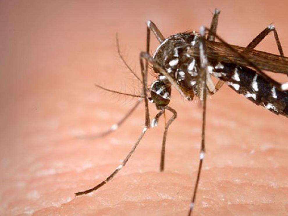 Mosquito tigre (Aedes albopictus)