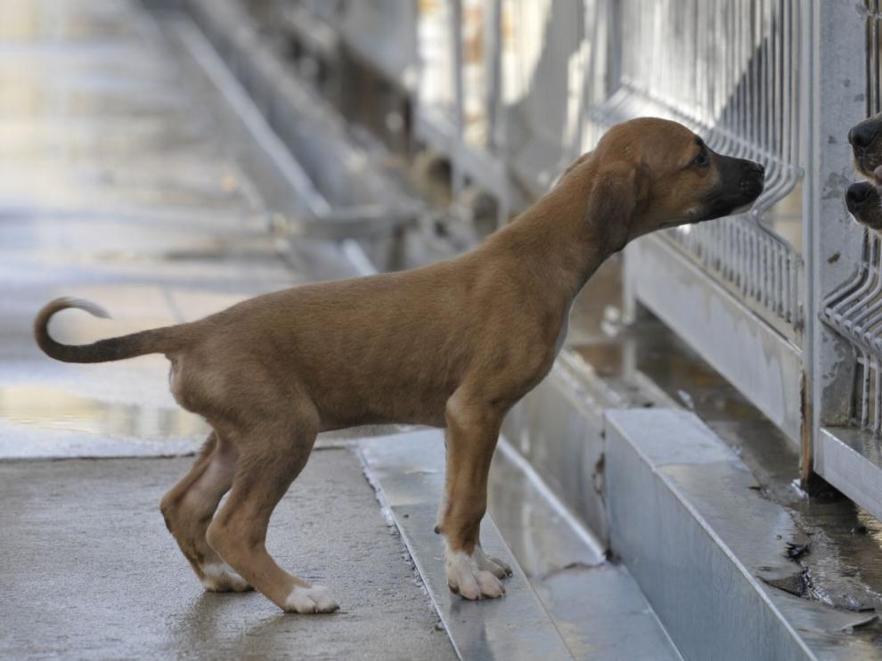 En el centro todavía hay perros que desean una segunda oportunidad.