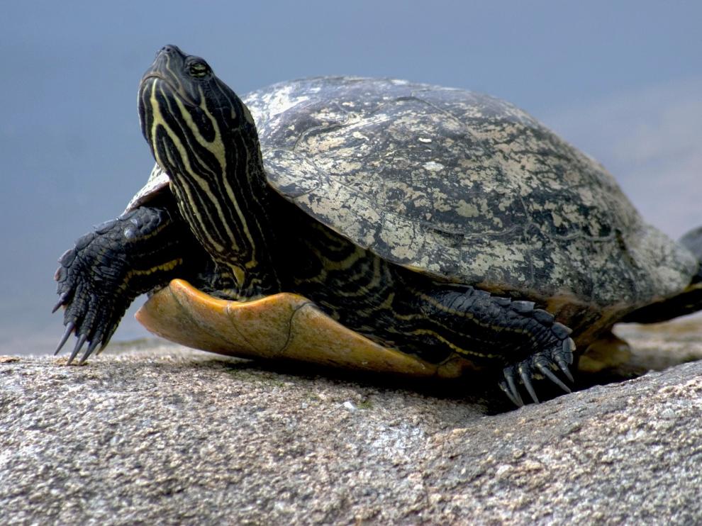 Imagen de archivo de una tortuga